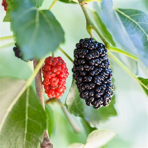 dwarf mulberry tree pictures.